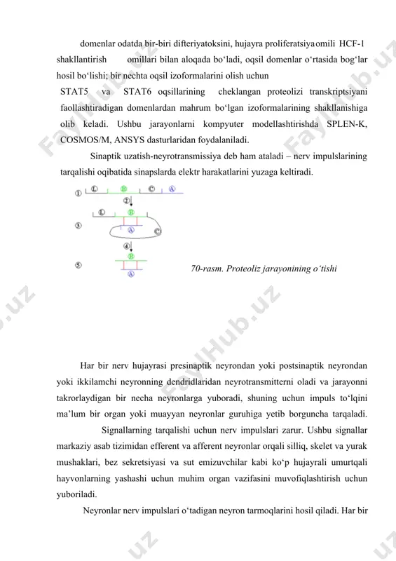 laniladi. sinaptik uzatish-neyrotransmissiya deb ham ataladi – nerv impulslarining tarqalishi oqibatida sinapslarda elektr harakatlarini yuzaga keltiradi. 70-rasm. proteoliz jarayonining o‘tishi har bir nerv hujayrasi presinaptik neyrondan yoki postsinaptik neyrondan yoki ikkilamchi neyronning dendridlaridan neyrotransmitterni oladi va jarayonni takrorlaydigan bir necha neyronlarga yuboradi, shuning uchun impuls to‘lqini ma’lum bir organ yoki muayyan neyronlar guruhiga yetib borguncha tarqaladi. signallarning tarqalishi uchun nerv impulslari zarur. ushbu signallar markaziy asab tizimidan efferent va afferent neyronlar orqali silliq, skelet va yurak mushaklari, bez sekretsiyasi va sut emizuvchilar kabi ko‘p hujayrali umurtqali hayvonlarning yashashi uchun muhim organ vazifasini muvofiqlashtirish uchun yuboriladi. neyronlar nerv impulslari o‘tadigan neyron tarmoqlarini hosil qiladi. har bir neyron boshqa neyronlar bilan kamida 15,000 tarmoqlar hosil qiladi. neyronlar bir-biriga tegmaydi; ular sinapslar deb ataladigan aloqa nuqtalarini hosil qiladi. neyronlar axborotni nerv impulse yordamida uzatadi (71-rasm). neyronning impulsi sinapsga yetganda, u boshqa hujayralarga ta’sir qiluvchi mediatorlarni sintez qilishga va ingibisiyasiga yoki qo‘zg‘alishga olib keladi. …