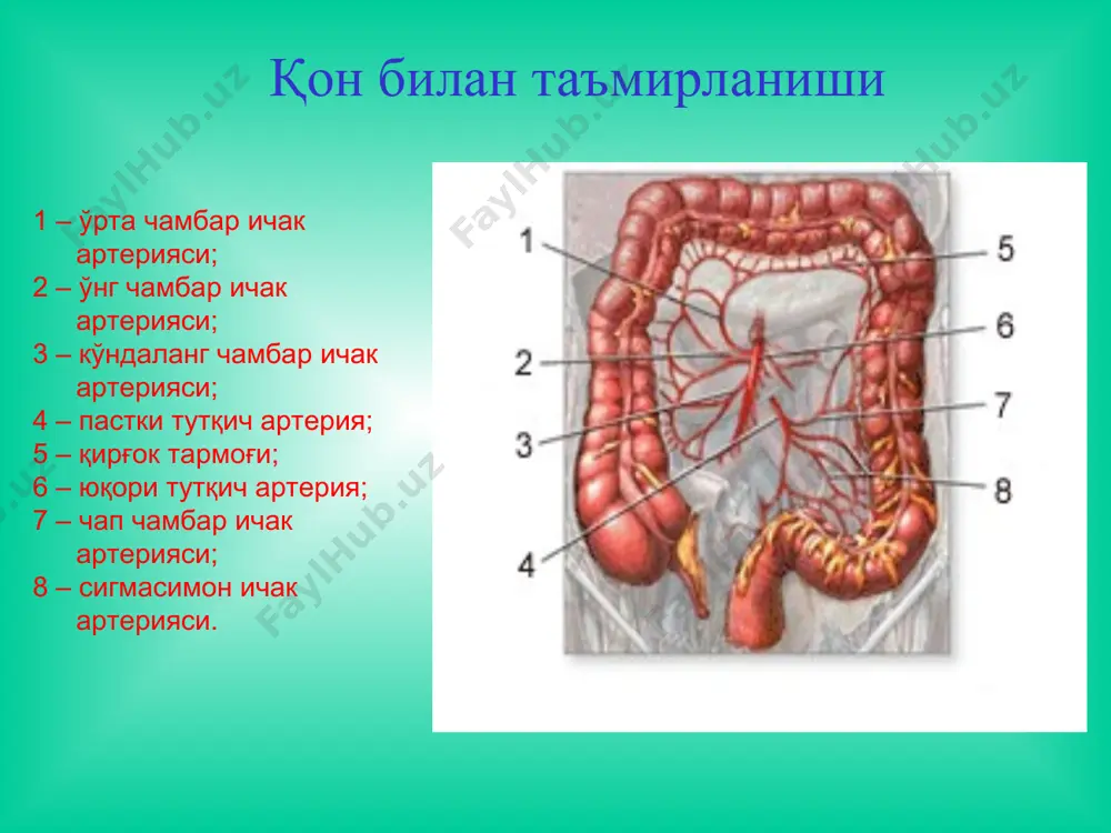 beradi steroid gormonlar(prednizolon, deksametazon) jarrohlik usuli - kasallikda asoratlari yuzaga kelganda: profuz kon ketganda ichak perforatsiyasi toksik dilyatatsiyasida yo'g'on ichak divertikullari va divertikulyozi soxta divertikul chin divertikul klinikasi divertikulezni klinik belgilari bulmaydi. agar divertikul asoratlansa, masalan yalliglansa unda korinning pastki soxasida ogrik, diareya, kungil aynish, ishtaxani susayishi, subfebril temperatura paydo buladi. palpatsiyada korinning pastki soxasida ogrik aniklanadi va klinik belgilari utkir appenditsitga uxshab ketadi. divertikul erilsa peritonit rivojlanadi va uning klinik belgilari paydo buladi. ayrim xollarda abstsess klinikasi xam uchraydi. diagnostikasi diagnostikasi anamnez, rentgenologik va kolonoskopik tekshiruvlar natijasiga asoslanadi. endoskopik tekshiruvlar sigmasimon ichak divertikuli ichak mahsuloti bilan to'lgan divertikulit (stenoz) qonayotgan divertikul kolonoskopiya yo'g'on ichak divertikulini endoskopik ko'rinishi davolash konservativ: parhez spazmolitiklar antibiotiklar sulfanilamid preparatlari antiseptik vositali xo'qnalar jarrohlik usulida davolashga ko'rsatma: divertikul perforatsiyasi o'tkir ichak tutilishi massiv qon ketishi juda kuchli divertikulitda medikamentoz davo naf bermaganda ichki oqmalar rivojlanganda quyidagi jarrohlik amaliyotlari bajariladi: gemikolektomiya sigmasimon ichak rezektsiyasi yo'g'on ichak …