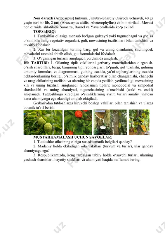 lakli, urug‘chi guli 5 bo‘lakchali. mevasi mayda, ko‘p sonli yong‘oqcha. anjir mevasi tarkibida qand moddasi ko‘p bo‘ladi. sut daraxti (brosimum utile) - janubiy amerikada o‘sadi. bo‘yi 30 metrga yetadigan daraxt, tanasida oq sut shirasi bo‘lib, u sut o‘rnida ishlatiladi. non daraxti (artocarpus) turkumi. janubiy-sharqiy osiyoda uchraydi, 40 ga yaqin turi bo‘lib, 2 turi (artocarpus altilis, aheterophyllus) ekib o‘stiriladi. mevasi non o‘rnida ishlatiladi. sumatra, barnel va yava orollarida ko‘p ekiladi. topshiriq: 1. tutdoshlar oilasiga mansub bo‘lgan gulxayri yoki tugmachagul va g‘o‘za o‘simliklarining vegetativ organlari, guli, mevasining tuzilishlari bilan tanishish va tavsifiy ifodalash. 2. xar bir kuzatilgan turning barg, gul va uning qismlarini, shuningdek mevalarini rasmini chizib olish, gul formulalarini ifodalash. 3. o‘rganilgan turlarni aniqlagich yordamida aniqlash. ish tartibi: 1. oilaning tipik vakillarini gerbariy materiallaridan o‘rganish. o‘sish sharoitlari, bargi, bargining tipi, yonbarglari, to‘pguli, gul tuzilishi, gulning umumiy formulasi va diagrammasi, gulning asosida, ya’ni tojibarglarining asosida nektardonlarning borligi, o‘simlik qanday hashoratlar bilan changlanishi, …
