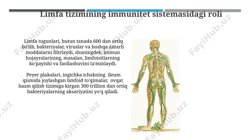 limfa aylanishi tizimining anatomik tuzilishi - Page 5