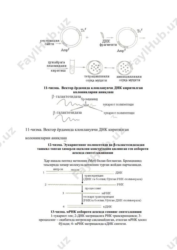 vektorlar gen muhandisligida ishlatilishi - Page 4
