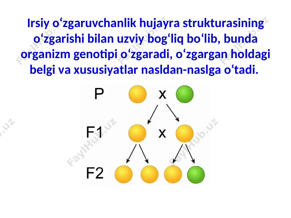 mutatsiyalar irsiy o‘zgarishlar va genlarning sirini ko‘proq ochishga hamda o‘rganishga yordam bermoqda mutatsiyalar yirik (makro) va mayda (mikro) bo‘lishi mumkin. yirik mutatsiyalar organizmning irsiyatini keskin o‘zgartiradi. natijada butun-butun organlarning rivojlanishi sezilarli o‘zgarib, har xil ko‘rinishdagi organizmlar vujudga keladi. makromutatsiyalar kishi osonlikcha bila oladigan barcha o‘zgarishlar deyiladi. тabiiy sharoitda hosil bo‘lgan makromutatsiyalarni birinchi marta g. de friz o‘simligida kuzatgan. тabiiy mutant o‘simlik bo‘yining uzunligi, gulining yirikligi, bargining qalinligi va poyasining yug‘onligi, hujayralardagi xromosomalar sonining ikki hissa ko‘pligi bilan bog‘liq bo‘lgan. enotera organizmning fiziologik, morfologik va miqdoriy belgilarida yuz beradigan juda kichik o‘zgarishlar yoki ko‘z ilg‘ay olmaydigan, faqat maxsus statistik usullar yordamida aniqlanadigan irsiy o‘zgarishlar. bunga g‘o‘zaning hosildorligi, ertapisharligi, tolasining uzunligi kabi belgilarida ro‘y beradigan kichik o‘zgarishlarni misol qilish mumkin. mikromutatsiyalar tabiatda va tajribalarda makromutatsiyalarga qaraganda ko‘p hosil bo‘ladi mikromutatsiyalar mutatsiyalar morfologik fiziologik biokimyoviy morfologik mutatsiyalar tufayli o‘simlik va hayvonlarning o‘sish va shakllanish xossalari o‘zgaradi. masalan, ba’zi chorva mollari (qoramol, qo‘y va …
