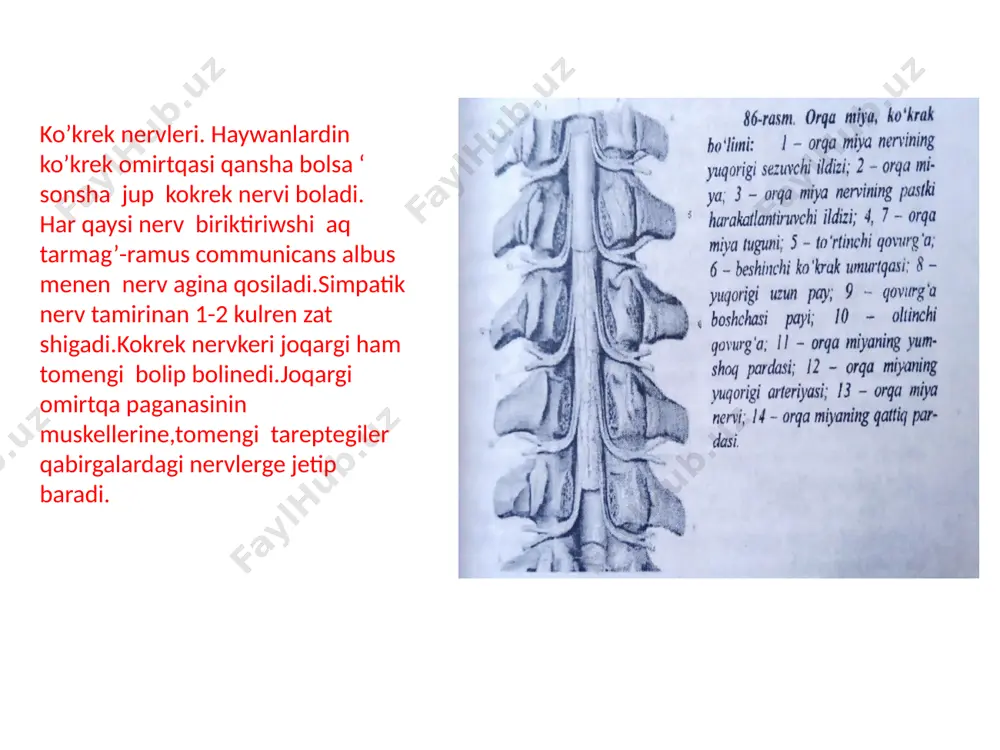 arqa miy ham bas miy nervlerinin topografiyasin salistiriw - Page 4