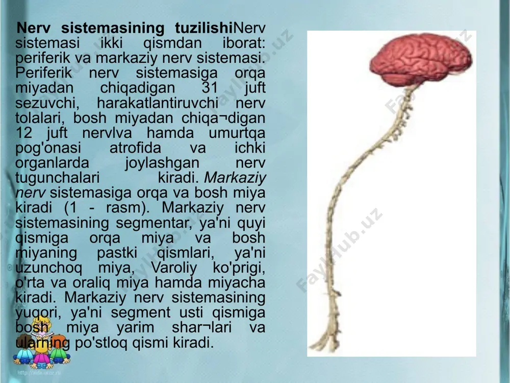 ng qo'zg'alishidan hosil bo'lgan impulsni nerv markaziga yetkazadi; 3) nerv markazi miyada joylashgan sezuvchi, oraliq va harakatlantiruvchi nerv hujayralaridan iborat; 4) harakatlantiruvchi nerv tolasi - nerv markazidagi qo'zg'alishni ishchi organga yetkazadi; 5) ishchi a'zo - muskul, bez, qon tomirlari, ichki organlar va hokazo. orqa miya reoekslari. bosh miyasi olib tashlangan baqani keyingi oyoq panjasiga kislota yoki biron mexanik qitiqlagich ta'sir ettirilganda baqa ta'sirga javoban o'sha oyog'ini tortib oladi. agar baqaning panjasi qattiqroq qisib olinsa, u nafaqat ta'sir etilgan oyog'ini, balki ikkinchisini ham tortib oladi. chunki qattiq ta'sir ko'rsatilganda qo'zg'alish ta'sir benlgan to'qimaning nerv markazidan tashqari, uning atrofidagi boshqa markazlarga ham tarqaladi. odamda orqa miyaning harakatlantiruvchi refleksini quyidagi tajribada kuzatish mumkin. buning uchun tekshiriluvchi odam stulda oyoqlarini chalishtirib o'tiradi. uning yuqorida turgan oyog'ining tizza payiga maxsus rezina bolg'acha bilan sekin urganda, yuqoridagi oyoq silkinib ko'tariladi. bu tizzaning harakat refleksini ko'rsatadi. orqa miyaning funksiyasi. tizza refleksi hosil bo'lishida quyidagi retleks yoyi ishtirok …