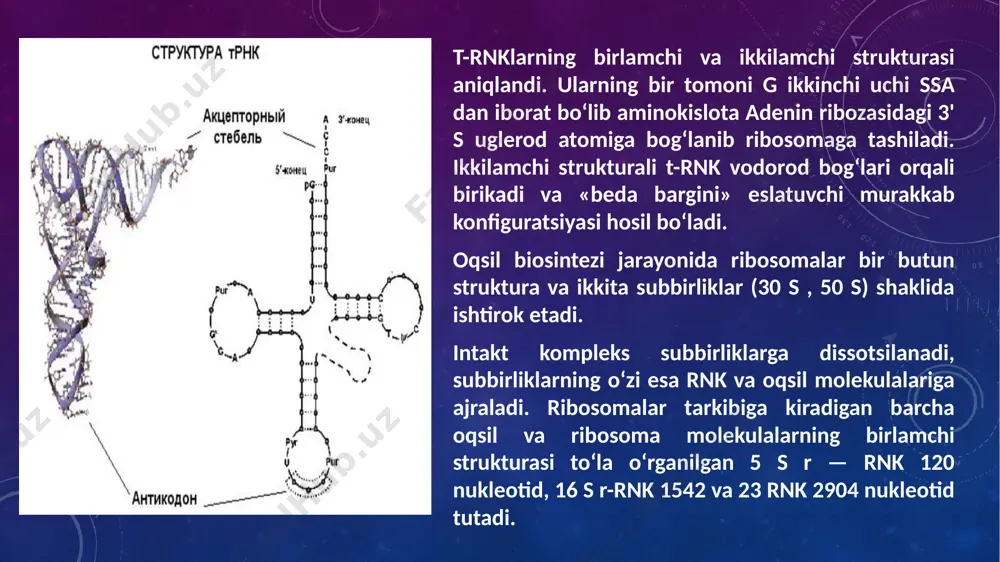 if2 ishtirok etadi. ribosomaning translokatsiya jarayonida i —pnk va aa— t — rnk xarakati maqsadga muvofik xarakat qiladi. image2.png image4.jpeg image3.png image5.jpeg image6.jpeg image7.jpeg image8.jpeg image9.jpeg image10.jpeg