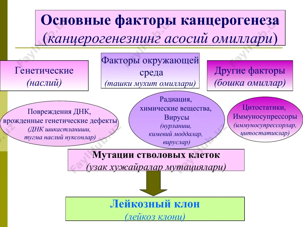 ряда мпо - маркер миелоидного ряда (миелоид катор маркерлари) миелобластлар дан бошлаб гранулоцитар катор хужайраларда аникланади,; бирламчи гранулалар билан богланган; хужайраларда лимфоид катор кузатилмайди. определение липидов (липидларни аниклаш) липиды - ранний маркер миелоидного ряда выявляются параллельно мпо в случаях с мпо «-» обязательна постановка реакции на липиды липидлар – миелоид каторнинг эрта маркерлари хисобланади; бир вактнинг узида миелопероксидаза(мпо) хам аникланади; мпо «-» булган холларда липидларни текшириш шарт. pas-реакция выявляется : в клетках гранулоцитар- ного ряда - в диффузной форме; в клетках моноцитарно- го ряда - в диффузной или диффузно-грануляр- ной форме; в лимфоидных клетках - в гранулярной форме. в клетках эритроидного ростка - не более 10% положителых клеток в гранулярной форме . аникланади : гранулоцитар катор хужайраларда - диффуз шаклда; моноцитар катор хужайраларда - диффуз еки диффуз-грануляр шаклда; лимфоид хужайраларда - грануляр шаклда. эритроид усиш каторидаги хужайраларда - 10% дан куп булмаган мусбат хужайралар грануляр шаклда. неспецифическая эстераза (носпецифик эстераза) …