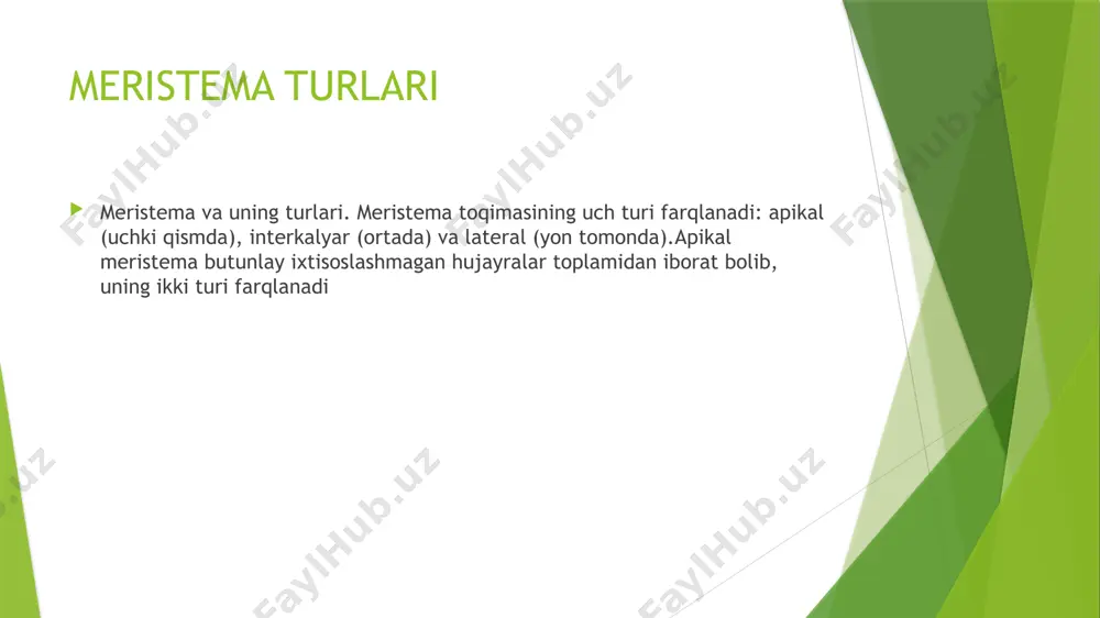uchki yon bo’g’im oralig’i meristemalari - Page 4