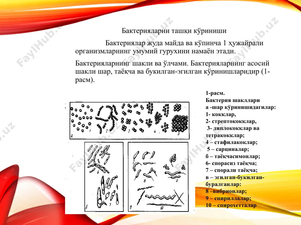 бир-бирига занжирсимон боғланган таёқчалар эса - стрептобактериялар деб аталади. баъзи таёқчасимон бактериялар жуда майда ва калта бўлиб, чўзилган коккларга ўхшаб кетади. уларни коккобактериялар дейилади. буралган бахтериялар узунлиги, қалинлиги ва буралганлиги билан бир-биридан фарқ қилади. улар шакли бўйича вергулдан бошлаб спирал шаклида буралган узун ипларга ўхшаш бўлиши мумкин. вергулга ўхшаш эгилган-букилган таёқчасимон бактерия вибрион-деб аталади. бир ва бир неча марта буралган бактериялар спирилла дейилади. жуда кўп майда спирал шаклида буралган бактериялар спирохета - деб номлади. юқорида кўрсатилган бактериялардан ташқари ипсимон, кўп ҳужайрали ёки бир ҳужайрали шохчаланган бактериялар ҳамда ён ўсимталари бор турлари ҳам бўлади. кокк формали бактерияларнинг ўртача диаметри 0,5-1 (мкм)га тенгдир. таёқчасимон бактерияларнинг ўртача диаметри 0,5-1 мкм бўлади, узунлиги эса 1-5 мкм. баҳайбатлари ҳам, аммо жуда майдалари оддий оптик микроскопда кўринар кўринмас катталикдагилари (0,1-0,2 мкм) ҳам бўлади. бактерия ҳужайрасининг ўртача оғирлиги 4,10-13 г. атрофидадир. м и к р о н си системасида (ҳалқаро бирликлар системаси) м и к р о …