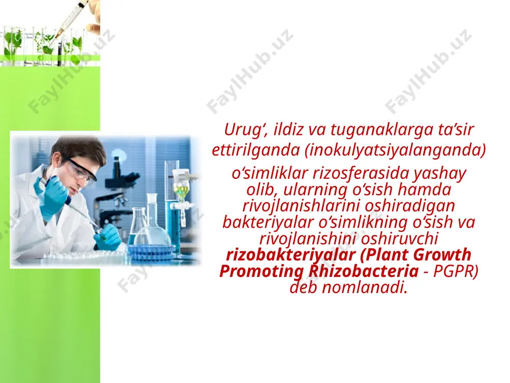 rizobakteriyalar va ulardan foydalanish - Page 3