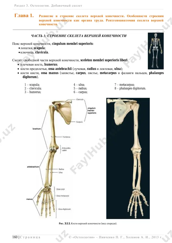 – palpiruemie obrazovaniya otmecheni krasnim). razdel 3 . osteologiya. dobavochniy skelet ______________________________________________________________________________________________________________________________________________________________________________ © «osteologiya» – pivchenko p. g., xolamov a. i. , 2013 g . 163 | s t r a n i ts a chast 2: razvitie skeleta verxney konechnosti vse kosti verxney konechnosti (krome klyuchitsi) proxodyat 3 stadii razvitiya: pereponchatuyu; xryashevuyu; kostnuyu. lopatka pervaya tochka okosteneniya poyavlyaetsya na 8-y nedele embriogeneza v oblasti sheyki lopatki, na 1-m godu jizni  v klyuvovidnom otrostke, v 1518 let jizni  v akromione. srastanie (sinostozirovanie) kostnix zakladok chastey lopatki v edinuyu kost i priobretenie lopatkoy stroeniya, prisushego vzroslomu (definitivnogo) ot- mechaetsya k 21 godu jizni. klyuchitsa grudinniy konets v embriogeneze proxodit 3 stadii razvitiya: 1) pereponchatuyu; 2) xryashevuyu; 3) kostnuyu. telo i akromialniy konets klyuchitsi proxodyat pereponchatuyu i kostnuyu stadii embrioge- neza. tochki okosteneniya poyavlyayutsya v tele i akromialnom otrostke v 6 nedel embriogeneza; v grudin- nom kontse  na 1618 …