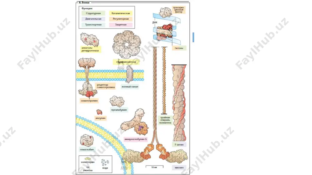 a almashinuvi skelet mushaklari ikki turdagi tolalardan iborat. qizil tolalar (sekin yoki 1-toifa tolalar, rasmning o‘ng tomonida) uzoq muddatli ishlarni bajaradi. ularning metabolizmi birinchi navbatda aerobik (kislorod bilan ta'minlanishiga bog‘liq). oq tolalar (tez yoki 2-toifa tolalar; rasmda chapda) tez va kuchli qisqarishlarni amalga oshirish uchun ko'proq mos keladi. bu tolalar past o2 kontsentratsiyasida ham etarli miqdorda atf ishlab chiqarishga qodir. qizil tolalar o'zini kerakli miqdorda atf bilan ta’minlaydi, asosan, oksidlanish va trikarboksilik kislota aylanishi reaktsiyalarida yog‘ kislotalarining parchalanishi, so‘ngra nafas olish zanjirida oksidlovchi fosforlanish (oksidlanishli fosforillanish) reaktsiyalarida atf sintezi. nafas olish zanjirining reaktsiyalari kislorodni talab qilganligi sababli, qizil tolalar mioglobin bilan kompleksda kislorod zaxirasiga ega. oq tolalar o2 zahirasiga ega emas. agar og‘ir atletika yoki mushaklarning juda tez qisqarishi (ko‘z mushaklarining qisqarishi) kabi kuchli jismoniy mehnat uchun qondan kislorod yetarli bo‘lmasa, oq tolalar aerob metabolizmdan anaerob glikolizga o‘tadi. bunday holda hujayralar atfni birinchi navbatda glikogenni laktatga aylantirish orqali oladi, shu …