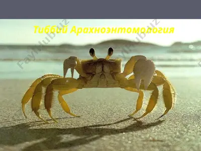 тиббий aрахноэнтомология — PPTX