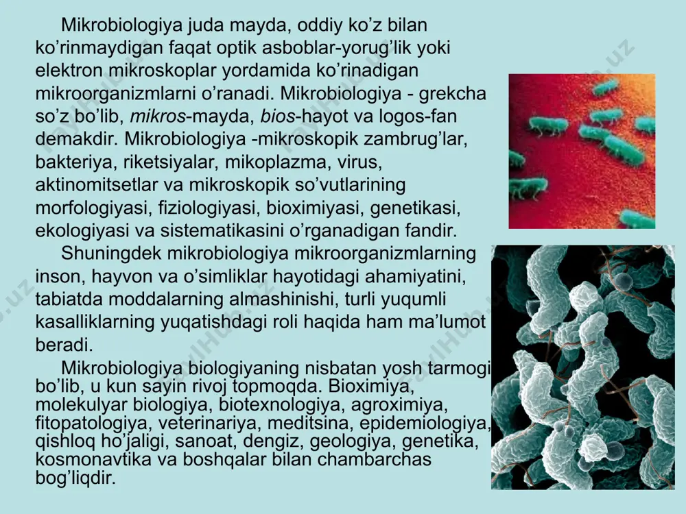 parchalab, yer yuzini tozalaydi va tabiatda moddalarning aylanishini ta’minlaydi. iflos suvlarni tozalash, ko’mir konlarida metan gazini parchalash va havoni tozalashda ham mikroorganizmlarning roli katta. ko’pgina mikroorganizmlar turli fiziologik aktiv moddalar: fermentlar, vitaminlar, amiiokislotalar, biologik stimulyatorlar, vaksinalar va antibiotiklarni sintezlash xususiyatiga ega. masalan, saharomitset achitkilari 45—50%gacha oksil sintezlay oladi. ba’zi bakteriyalar antibiotiklarni sintezlaydi: tirotritsin, batsitratsin, subtilin, polimiksin v. ba’zi bakteriyalar esa sirka kislotani sintezlaydilar. aktinomitsetlar: streptomitsin, aureomitsin, neomitsin, tetratsiklin antibiotiklarni sintezlaydilar. dehqonchilikda ham mikroorganizmlar muhim rol o’ynaydi, chunki ularning faoliyati natijasida tuproqda o’simliklar uchun zarur bo’lgan oziq moddalar to’planadi, tuproqning unumdorligi ortadi, natijada ekinlarning hosili ham yuqori bo’ladi. tuproqlarda boradigan jarayonlarning ko’pchiligi undagi mikroorganizmlarning faoliyatiga bog’liq. masalan, tuproqlarning hosil bo’lish jarayonlari, yerga ishlov berish, yephi o’g’itlash, sug’orish, tuproqda ro’y beradigan fiziologik ishkoriylik va kislotalikni yo’qotish, zah yerlarning suvini qochirish, organik o’g’itlar tayyorlash, ularni saqlash va ulardan foydalanish mikroorganizmlarning faoliyati bilan bog’liqdir. mikrobiologiya fanining bir qancha tarmoqlari mavjud: umumiy mikrobiologiya; meditsina mikrobiologiyasi; …