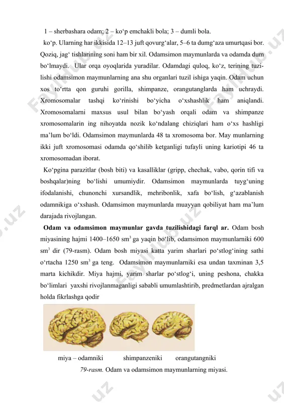 ilgari yashaganlar. keyingi paleontologik qazilmalarning ko‘rsatishicha odamlar bilan odamsimon maymunlarning ajralishi bundan taxminan 8–4,5 mln yil davomida ro‘y bergan. bir tarmoq vakillari, ya’ni driopiteklar ko‘proq daraxtlarda hayot kechirishga moslashgan. ularning kelgusi rivojlanishidan gorilla, shimpanze, oran- gutanglar kelib chiqqan. ikkinchi tarmoqdan tik yuruvchi maymunlar kelib chiqqan. o‘sha davrlarda ochiq yerlarda yirik yirtqich hayvonlar – arslon, qoplon, darranda tishli yo‘lbars ko‘p bo‘lgan. sharoitning keskin o‘zgarishi tufayli driopiteklarning ba’zi xillari ikki oyoqlab yura boshlaganlar. odamsimon maymunlarning odamga aylanishi jarayonining boshlanishini isbotlovchi dalil tik yuruvchi maymunlar avstralopiteklardir. afrika o‘rmonlarining shimolga surilishi va cho‘l savannalarining paydo bo‘lishi bilan odamsimon maymunlar- ning ba’zi xillari o‘rmondan ochiq yerlarda yashashga o‘tganlar. oqibatda janubiy «maymunlar» avstralopiteklar paydo bo‘lgan (lotincha avstralis – janubiy, pitiekos – maymun). avstra- lopiteklarning shakllanishi 8–5 million yil ilgari ro‘y bergan. 3–2,5 mln yil ilgari avstralopiteklar bir necha tarmoqqa ajralgan. afar avstralopitekdan afrika avstralopitek va bahaybat avstralopiteklar paydo bo‘lgan. keyinchalik bahaybat avstralo- piteklar qirilib ketgan. avstralopiteklar …