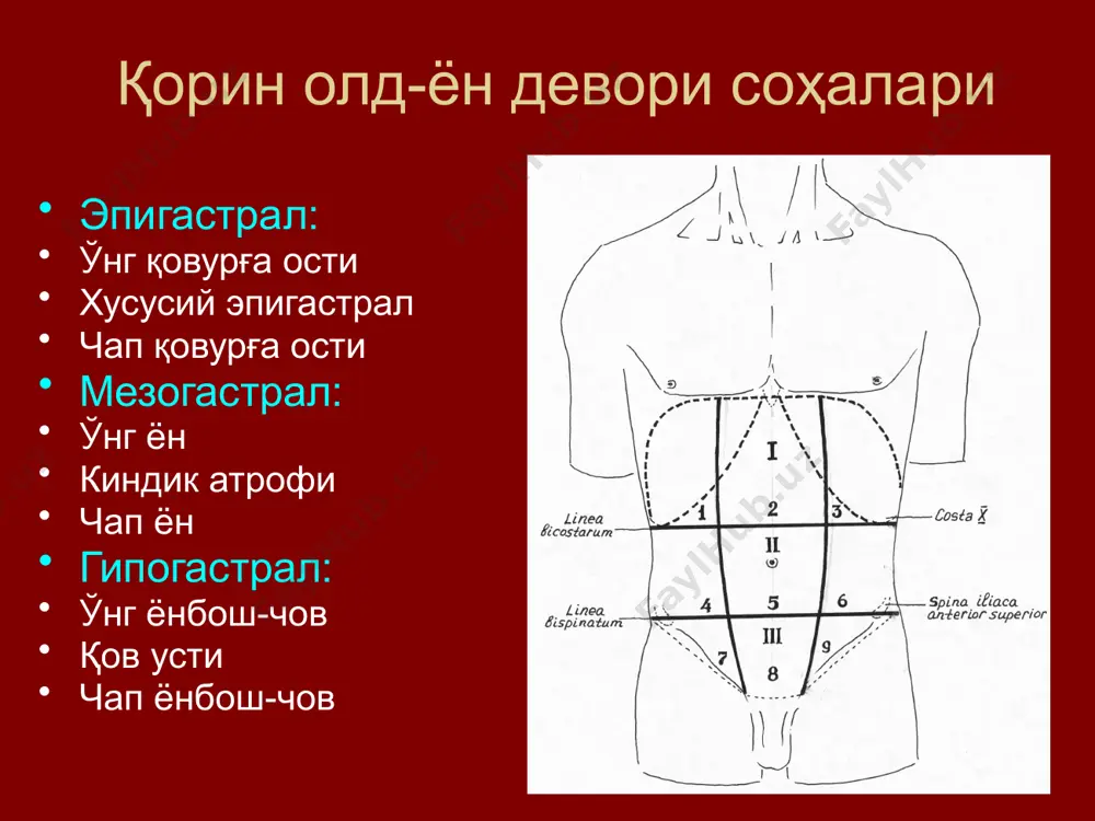 гайган (1/2 эркакларда, 1/3 аёлларда); киндикдан юқорида кенгайган (1/3 эркакларда, кам аёлларда); киндикдан пастда кенгайган (жуда кам, асосан аёлларда); ҳамма сатҳларда бир хил кенгликда (15-16% эркак ва аёлларда). оқ чизиқдаги 1-1,5 см ли ёриқлар, қоринпарда олди липомалари (16%) – чуррага мойиллик. киндик киндик ханжарсимон ўсиқ билан симфиз орасидаги масофа ўртасида (2-3 см пастроқда, 1\2 одамларда 0,5-3,5 см ўнгга силжиган). диаметри: аёлларда - 0,6-3,2 см эркакларда – 0,5-3,5 см киндик чуррасига мойилликлар: ҳалқа диаметрининг катталашиши; киндик фасциясининг заиф ривожланганлиги; киндик ҳалқаси соҳасида қоринпарда дивертикуллари спигел чизиғи қорин кўндаланг мускулининг апоневрозга ўтиш чизиғи ўроқсимон шаклда бўлиб, яримойсимон (спигел) чизиқ деб номланади. чизиқнинг энг заиф қисми киндикдан 2-5 см пастроқда, тўғри мускулнинг ташқи чети ёнида жойлашган. чизиқ бўйлаб томир ва нервлар ўтадиган ёриқлар чурра чиқишига мойиллик туғдиради. қорин чурралари қорин чурраси – қорин ички аъзоларининг қорин деворидаги мускул-апоневроз қатламидаги “заиф” жойлар орқали париетал қоринпардага ўралган ҳолда тери қопламлари остига чиқишидир. эвентрация – қоринпардасиз …