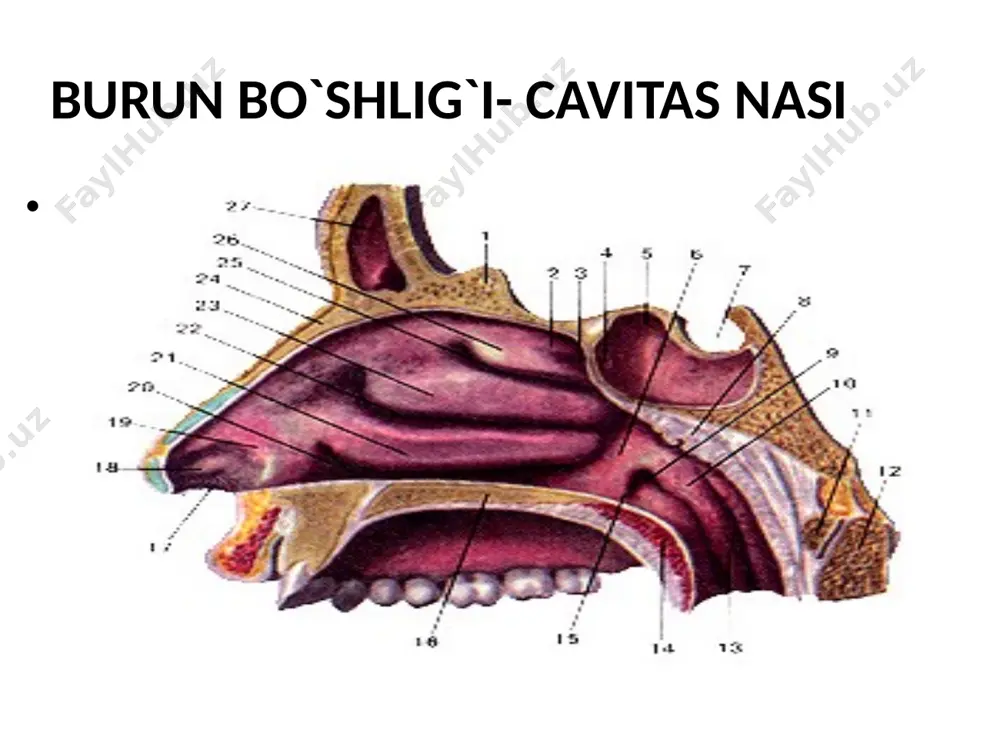 nafas tizimi – systema respiratoria - Page 2