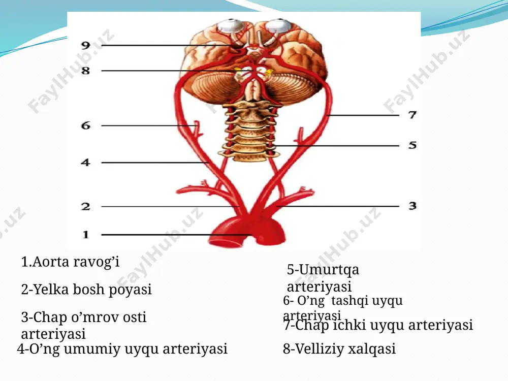 bri anterior. oldingi miya arteriyalari o‘zaro a.communicans anterior vositasida birikadi.u peshana,tepa,chakkani ichki yuzasini,hidlov piyozchasini va hidlov yo‘lini qon bilan ta‘minlaydi. 4-tarmog‘i. a.cerebri media. bosh miyadagi sulcus lateralis cerebrida joylashib,bosh miyaning yuqorigi lateral yuzasini qon bilan ta‘minlaydi. 5-tarmog‘i. a.communicans posterior.u arteria basi-larisdan chiqqan orqa miya arteriyasi bilan qo‘shiladi. arteria vertebralis umurtqa arteriyasi ikki qismga bo’lib o’rganiladi.bular: 1.pars cervicalis 2.pars intracranialis pars cervicalis tarmoqlari: r.spinalis r.muscularis pars intracranialis tarmoqlari: a.spinalis posterior a.spinalis anterior a.cerebelli inferior posterior r.medullaris medialis r.medullaris lateralis arteria basillaris asos arteriyasi umurtqa arteriyalarining qo’shilishidan hosil bo’ladi. uning tarmoqlari: a.cerebelli inferior anterior a.pontis a.mesencephalici a.cerebelli superioris a.serebri posteriores villiziy arterial halqasining hosil bo’lishi bosh miyaning venoz qon-tomir sistemasi ichki bo’yinturuq venasi-v.jugularis interna sigmasimon sinusning bevosita davomi bo’lib bo’yinturuq teshigi sohasidan boshlanadi. oqimlari ikki guruhga bo’linadi: 1.bosh suyagi ichidagi venalar. 2.bosh suyagi tashqarisidagi venalar. bosh suyagi ichidagi venalar quyidagilar: venoz sinuslar diploid venalar yuqorigi va pastgi ko’z venalari labirit venasi venoz …