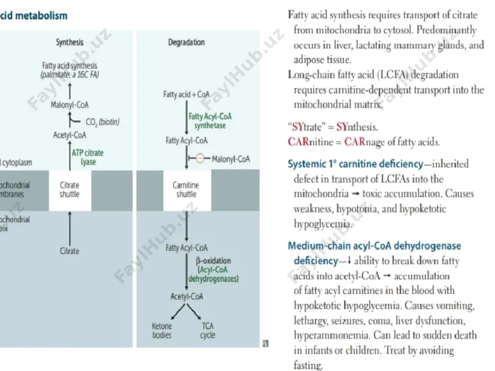 lipid mobilization and catabolism - Page 4