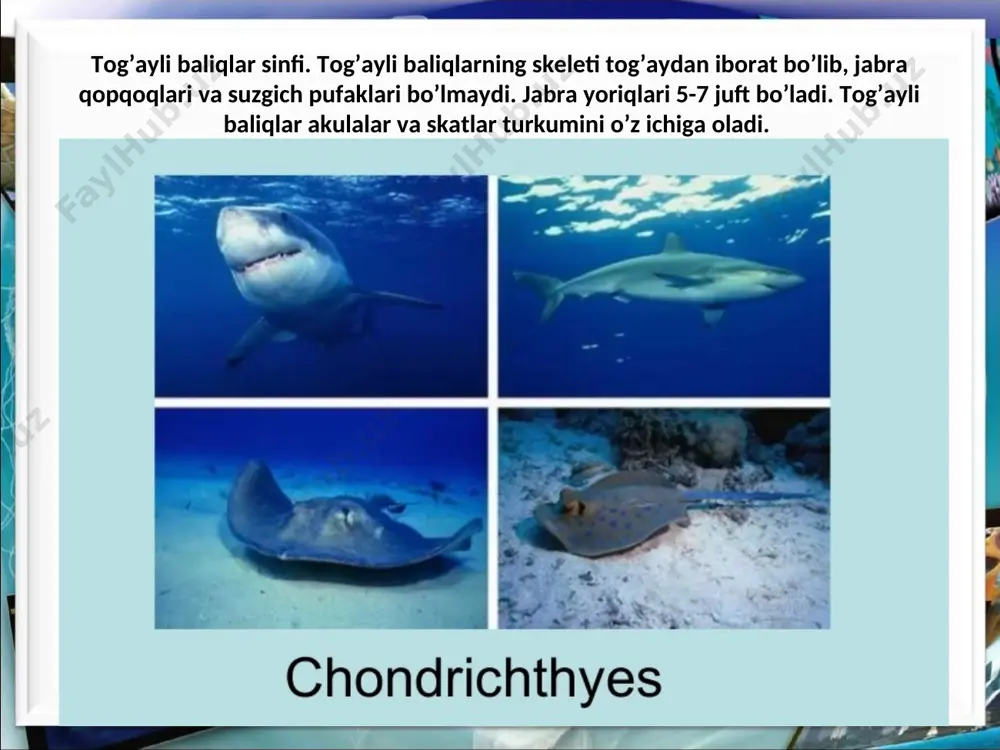 tog`ayli baliqlar sinfi –chondrichthyes - Page 2