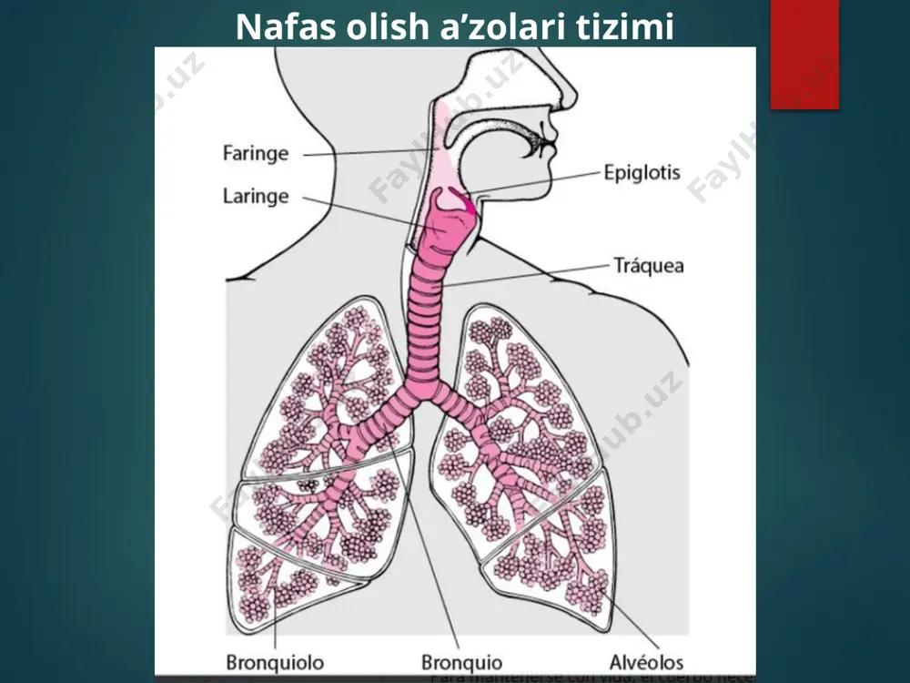 nafas a’zolari kasalliklarida bemor parvarishi - Page 2
