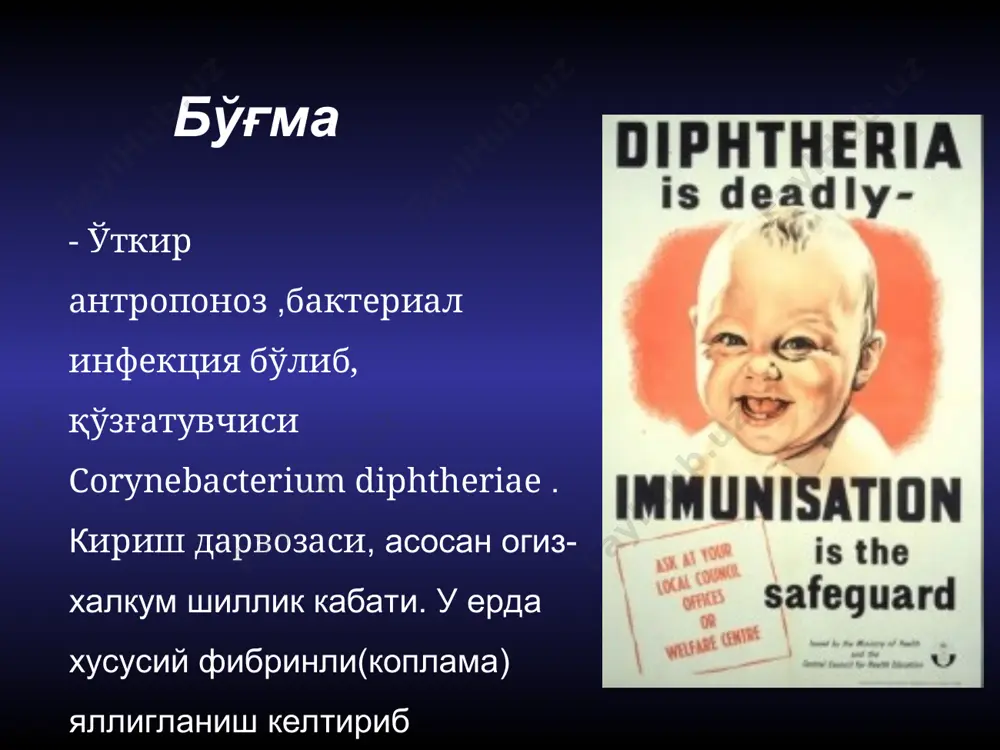 ашишидадир. бактериялар ўзаро бурчак остида l ёки v харфлари шаклида (бу хужайраларни бўлиниш пайтида нотўлиқ бўлиниши туфайли келиб чиқиши мумкин); бактерияларни тўпланиши иероглифлар кўринишини олади. corynebacterium diphtheriae mitis қўзғатувчиси (альберт бўйича бўялган). corynebacterium diphtheriae — ингичка, харакатсиз, граммусбат таёқча бўлиб, узунлиги 3—5 мкм. спора хосил қилмайди.ўсиш мухити характерига кўра (теллуритли-қонли агар), биохимик хусусиятлари ва бўялишига кўра бўғма қўзғатувчисини учта биотипи фаркланади: mitis, intermedius ва gravis. альберт бўйича бўялганда бактерия нотекис бўялади ва метахроматик доначалари кўриниб қолади. ( волютин доначалари) улар цитоплазмада бетартиб ёки таёқчанинг икки четида жойлашади. corynebacterium diphtheriae учун бошқа коринобактерия (дифтероидлар) дан фарқли равишда полиморфизм хусусияти хос. аммо фақатгина морфологик хусусияти бўйича corynebacterium diphtheriae биотиплари ва дифтероидларни бир-биридан фарқлаб бўлмайди.қиёсий ташхисот учун бактериянинг культурал ва биокимёвий хусусиятлари ўрганилади. культурал хусусиятлари факультатив анаэроб қонли ва зардобли мухитларда ўсади. қонли теллуритли агарда икки типдаги тудаларни хосил қилади. тудалар характери, биохимик хусусиятлари ва гемолизин ишлаб чиқариш хусусиятига қараб уч хил биовари …