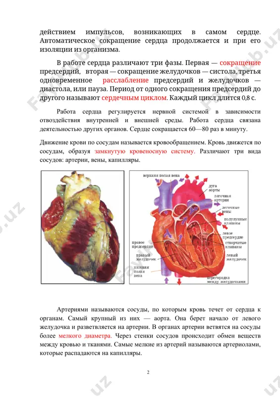 каждый цикл длится 0,8 с. работа сердца регулируется нервной системой в зависимости отвоздействия внутренней и внешней среды. работа сердца связана деятельностью других органов. сердце сокращается 60—80 раз в минуту. движение крови по сосудам называется кровообращением. кровь движется по сосудам, образуя замкнутую кровеносную систему. различают три вида сосудов: артерии, вены, капилляры. артериями называются сосуды, по которым кровь течет от сердца к органам. самый крупный из них — аорта. она берет начало от левого желудочка и разветвляется на артерии. в органах артерии ветвятся на сосуды более мелкого диаметра. через стенки сосудов происходит обмен веществ между кровью и тканями. самые мелкие из артерий называются артериолами, которые распадаются на капилляры. перемещаясь по капиллярам, артериальная кровь постепенно превращается в венозную, поступающую в более крупные сосуды — вены, по которым кровь оттекает от органов и тканей к сердцу. все артерии, вены и капилляры в организме человека объединяются в круг кровообращения: большой и малый. большой круг кровообращения …