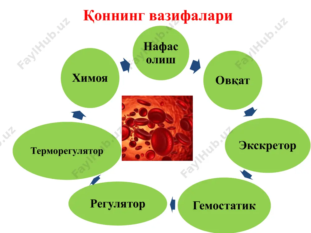 рбин кислотаси (сорбифер) гипохром анемияларда қўлланиладиган моддалар фербитол, коамид, эпоэтин-альфа ферроцерон, тардиферон, ферковен гемостимулин, темир лактати, феррамид гиперхром анемияларда қўлланиладиган моддалар фолат кислотаси цианокобаламин fe ни ножўя таъсирлари оғиз орқали: ошқозонда оғриқ, кўнгил айниши, қайт қилиш, диарея, метиоризм, қабзият. тиш эмалини қорайиши, оғизда метал таъми, ахлатни қорайиши. мушак ичига: инфилтрат, узоқ сўрилади вена ичига: юз, бўйин қизариши, юрак ўйнаши, кўкрак ва белда оғриқ, артериал қон босими пасайиши. фенилгидразин фосфор-32 сақловчи натрий фосфат эритмаси эритропоэзни сусайтирувчилар лейкопоэзни кучайтирувчилар натрий нуклеинати, лейкоген филграстим, пентоксил метилурацил, молграмостим батилол, этаден иккиламчи инфекция туфайли иммунодефицит холатларда (оитс) суяк кўмиги кўчириб ўтказилганда нейтропения, апластик анемия ни профилактика ва даволаш мақсадида лейкопения, агранулоцитоз қўлланилиши ва кўрсатмалар аутоиммун касалликлар юрак, ўпка касалликларида юқори сезувчанликда гемобластоз (лейкоз) қўлланилиши мумкин бўлмаган холатлар хомиладорликда, лактация даврида лейкопоэзни сусайтирувчилар новэмбихин миелосан меркаптопурин допан тиофосфамид қон ивишини пасайтирувчилар қон ивишини оширувчилар қон ивишига таъсир этувчилар қон ивишини оширувчилар (коагулянтлар) резорбтив таъсир этувчилар викасол, …