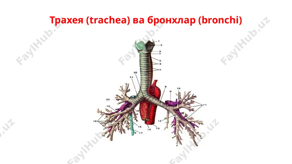ўшувчи тўқимали тўсиқлар ёрдамида ажралиб туради. бўлакчалараро қўшувчи тўқимада вена ва лимфа капиллярлар тури жойлашиб, ўпканинг нафас ҳаракатларида бўлакчаларнинг ҳаракатчанлигига омил бўлади. кўп ҳолларда бўлакчалараро қўшувчи тўқимага кўмир заррачалари ўрнашиб қолади. шунинг учун бўлакчалар орасидаги чегаралар аниқ кўринади. ҳар бир ўпка бўлакчасининг учига бир дона майда (диаметри 1 мм ли) бронх (ўртача олганда 8-тартибли) киради. бу бронх бўлакча бронхи деб аталиб, ўз деворида тоғай тутади. ўпканинг макро-микроскопик тузилиши ҳар бир ўпкада бўлакча бронхларидан 800 тагача, ҳар бир бўлакча бронхи бўлакча ичида 16-18 тагача шохланади. (уларнинг диаметри 0,3-0,5 мм). бу шохланган бронхлар охирги бронхиолалар bronchiolae terminales деб аталади. охирги бронхиолаларда тоғай ва безлар бўлмайди. бош бронхлардан бошланиб, охирги бронхиолаларгача барча бронхлар ҳаво ўтказиш учун хизмат қиладиган бронхиал дарахт, arbor bronchialis ни ташкил қилади. охирги бронхиолалар дихотомик бўлиниб нафас бронхиолалари, bronchioli respiratorii ларнинг бир неча тартибларини шаклланишига асос бўлади. нафас бронхиола деворларида ўпка пуфакчалари ёки алвеолалар alveoli pulmonis пайдо бўлади. ҳар бир …