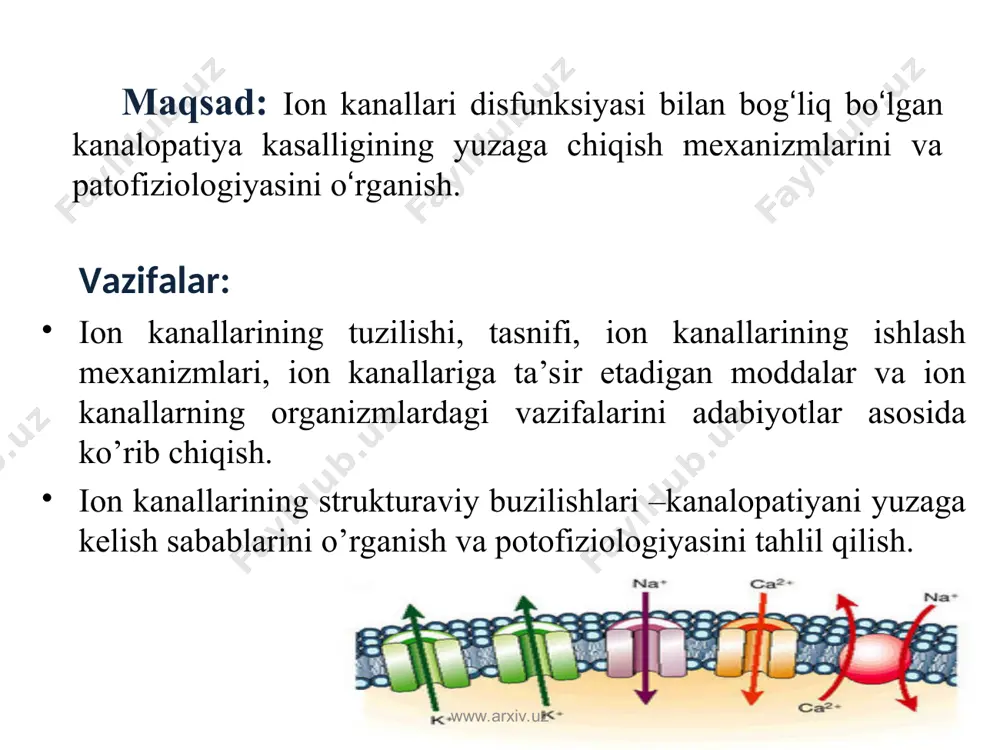 i bilan sudorogi tomir tortishish, tirishish, changak bo‘lish, talvasaga tushishlar bo‘ladi. tug‘ma miotoniyada – bolalik va o‘smir bolalarda katta muskullar qisqargan vaqtida “qotib” qolishlar kuzatiladi. www.arxiv.uz www.arxiv.uz from dutzler et al. nature 2002, 415: 287-294 stclc канали www.arxiv.uz www.arxiv.uz from jurkat-rott et al. j neurol 2002 249:1493-1502 миотония касаллигига олиб келувчи clc-1 каналидаги мутациялар www.arxiv.uz www.arxiv.uz