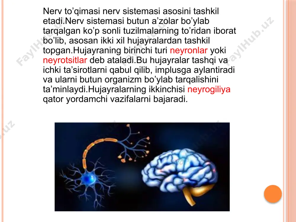 yoriq bo’lib ushbu ustunchalar tarkibidagi o’tkazuvchi yo’llar asosan pastga tushuvchi yo’llar hisoblanadi. yoshga qarab o’zgarishi va kasalliklar chaqaloqlarda orqa miya nerv tizimining boshqa qismlariga nisbatan yaxshi rivojlangan.chaqaloqlarda orqa miyyaning hamma yadrolari mavjud bo’lib neyrotsitlar mayda, ular pigment tutmaydilar.ularning nerv tolalarining miyelinlanishi kattalarnikiga nisbatan sust bo’ladi.miyelinizatsiya jarayoni 2-3yoshga kelib yakunlanadi.afferent tolalarda efferent tolalarga qaraganda bu jarayon tez boradi. orqa miyyada ko’p orttirilgan va tug’ma kasalliklar uchraydi.tug’ma kasalliklar ko’proq nerv nayining tarroqiyotiga bog’liq.bolalarda asosan orqa miyya churrasi uchraydi. e’tiboringiz uchun rahmat. image2.png image3.png image4.png image5.png image6.png /docprops/thumbnail.jpeg