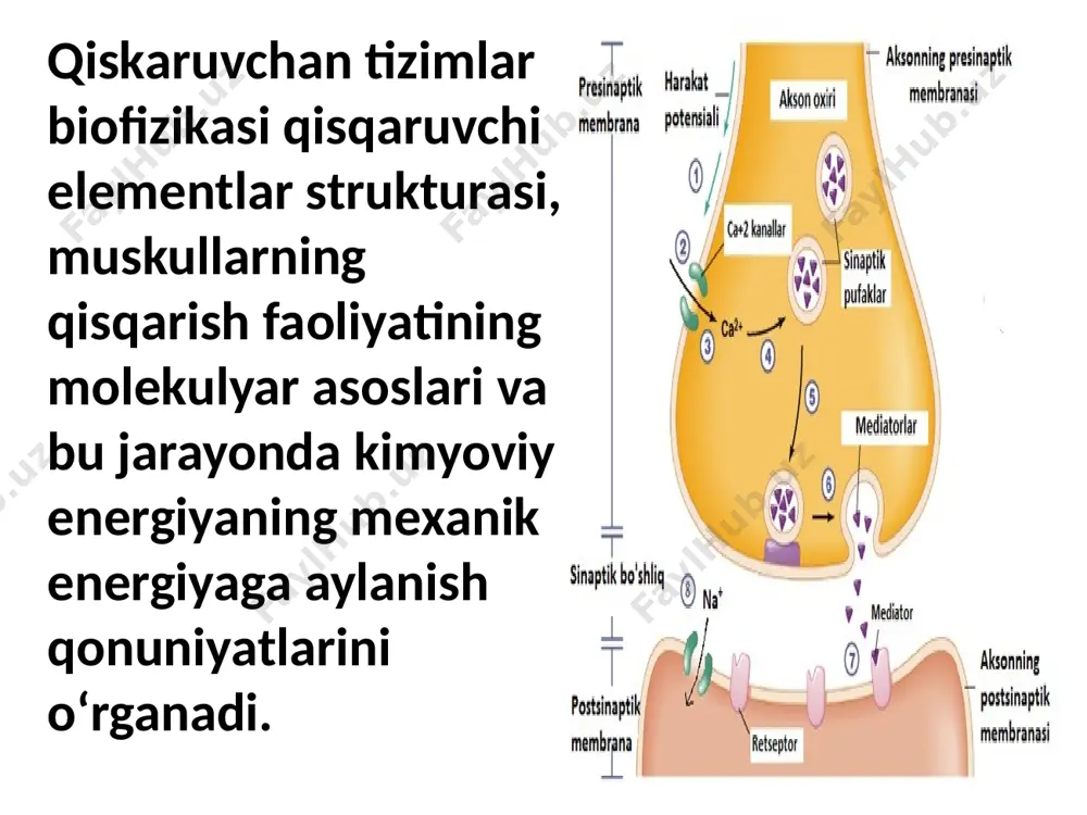 faoliyatining molekulyar asoslari va bu jarayonda kimyoviy energiyaning mexanik energiyaga aylanish qonuniyatlarini o‘rganadi. mushaklar mexanikasi mushaklar mexanikasi muskul tolasining qisqarish jarayonini l.xaksli, j.xanson va m.xaksli kabi olimlar tomonidan yaratilgan sirpanuvchi tolalar nazariyasi tushuntiradi. ammo bu nazariya miozin ko‘prikcha boshchalarining aktin tola bilan bog‘lanishi va undan ajralishi jarayonini to‘la ochib bermaydi devis tomonidan bu jarayon quyidagicha tushuntiriladi. ya’ni aktin va miozin molekulasi o‘rtasida hosil bo‘luvchi ko‘prikchalar miozin molekulasi oxiridagi spiral holatda o‘ralgan polipeptid zanjirdan iborat bo‘lib, bu strukturaning hosil bo‘lishi juft manfiy zaryadlarning o‘zaro itarilishi natijasida kelib chiqadi. mushak qo’zg’alishda sodir bo’ladigan kimyoviy jarayonlar. mushaklar qo’zg’alganda bir turdan ikkinchi turga o’tadigan asosiy moddalar: adеnozinuchfosfat kislota (auf), krеatinfosfat kislota (fosfagеn) va glikogеndir. mushakdagi barcha parchalanish va tiklanish jarayonlari fеrmеntlar ishtirokida boradi. mushak qo’zg’alishda sodir bo’ladigan kimyoviy jarayonlar. bu jarayonlardan ba'zilari kislorod ishtirok etishni talab qilmaydi, ya'ni anaerob sharoitda o’tish mumkin, boshqalari esa faqat kislorod mavjud bo’lgandagina, aerob sharoitda o’tadi mushak qisqarishi uchun …
