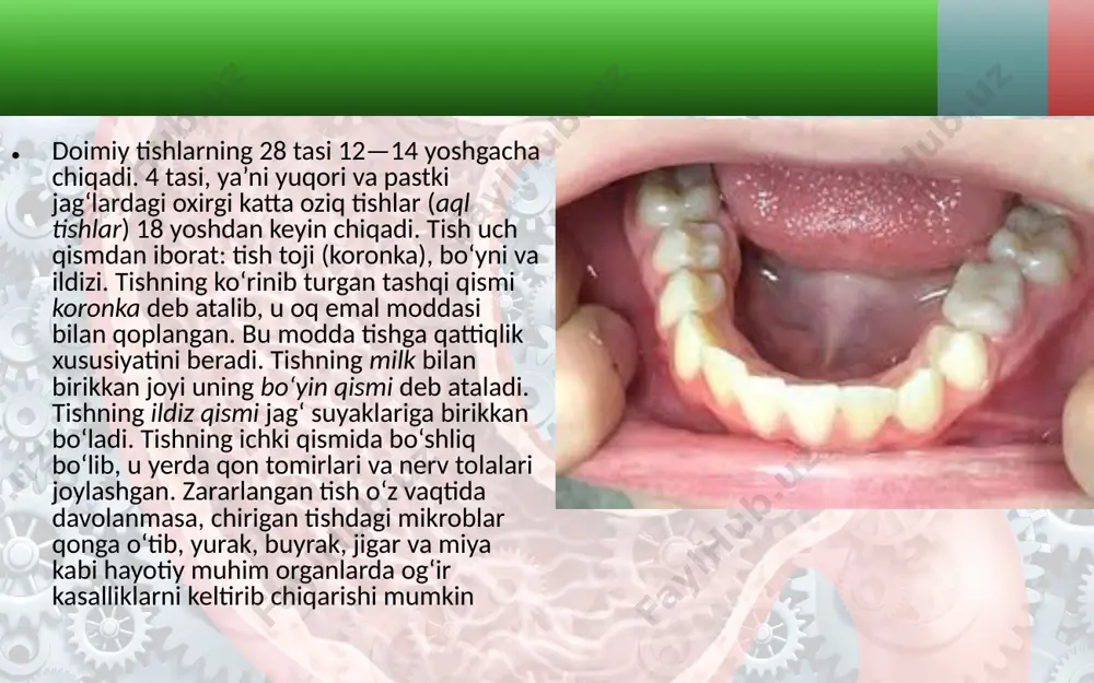 ovqat hazm qilish organlarining tuzilishi va vazifasi. 8 - sinf - Page 5