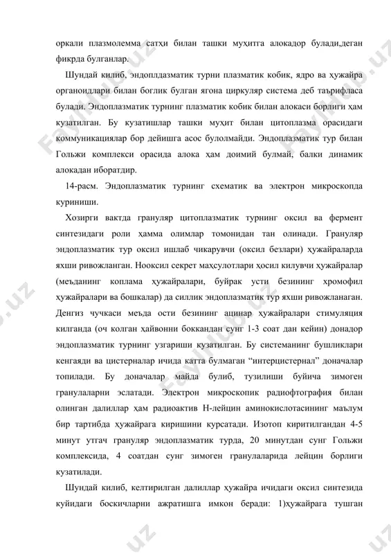“конвейер” да эндоплазматик тур ва гольжи комплексидан ташкари ҳужайранинг бошка компонентлари ва айникса ядро (информацион рнк нинг цитоплазмага утиши, оксил синтезининг назорат килиниши) ва митохондриянинг (оксил синтезини энергия билан таъминлаш) роли катта. силлик эндоплазматик тур эса, купгина олимларнинг фикрича, бошка метаболик жараёнларда, биринчи галда ҳужайрадаги липид ва гликогеннинг синтезида, агрегациясида ва транспортида иштирок этади. эндоплазматик турнинг келиб чикиши ва тупланиш йуллари ҳам етарли маълум эмас эди. купгина цитологлар уни ҳужайра кобигидан ва мавжуд эндоплазматик турдан келиб чикишини айтдилар. хужайра кобигининг дивертикула ва пиноцитоз пуфакчалари эндоплазматик турнинг мембраналари билан бирлашиб цитоплазматик тур системасини тулдиради. эндоплазматик тур ядро кобиги ҳисобига тикланади, деган фикр ҳам бор. тадкикотчилар фикрича, такомиллашиш вактида янги мембрана материаллари донадор цитоплазматик турда ҳосил булиб, у кейинчалик силлик эндоплазматик турга утади. рибосомалар. электрон микроскоп ёрдамида 1955 йилда палада томонидан очилган рибосомалар ҳам ҳужайранинг муҳим органомдларидандир. рибосомалар ядро кобигининг ташки мембранасида ҳам ётади. мембраналар билан бирикмаган цитоплазмада эркин ётувчи рибосомалар онтогенез …