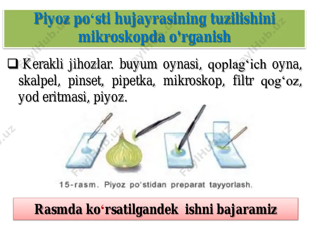piyoz po‘sti hujayrasining tuzilishini mikroskopda o'rganish - Page 3