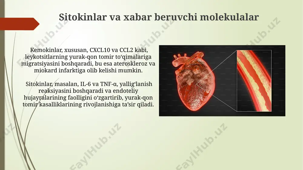 yurak qon tomirlar sistemasi immun ximoya - Page 4