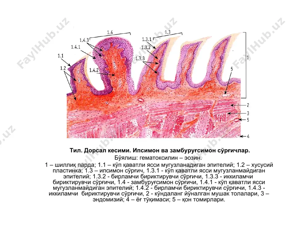 ерик қават, 3.1.1 – одонтобластлар таналари, 3.2 – оралиқ қават; 3.2.1 – ташқи ҳужайрасиз зона (вейль қавати), 3.2.2 – ички ҳужайравий соҳаси; 3.3 – марказий қават; 3.3.1 – сийрак толали бириктирувчи тўқима 3.3.2 – томирлар ва нервлар. тишнинг ривожланиши. (эмал аъзоси, тиш ривожланишни илк даври) бўялиш: гематоксилин – эозин. 1 – оғиз бўшлиғи эпителийси; 2 – вестибуляр пластинка; 3 – тиш пластинкаси; 4 – эмал аъзоси; 4.1 – ташқи эмал эпителий; 4.2 - ички эмал эпителий (преэнамелобластлар); 4.3 – эмал аъзосининг пульпаси; 4.4 – эмаль аъзосининг оралиқ қавати; 4.5 – эмаль аъзоси бўйини; 5 – доимий тишнинг ушлаб турувчи куртаги, 6 – тиш сўрғичи; 6.1 - преодонтобластлар. 7 - тиш қопчаси; 8 – суяк альвеоласини пайдо бўлиши; тишнинг ривожланиши (ривожланишнинг «қунғироқ» босқичи). бўялиш: гематоксилин – эозин. 1 – оғиз бўшлиғининг эпителийси; 2 – вестибуляр пластинка; 3 – тиш пластинкаси; 4 – эмаль аъзоси, 4.1 – ташқи эмаль эпителийси; 4.2 – …
