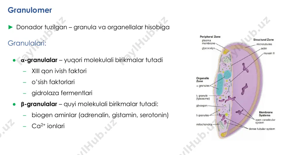 ayishi) ● bu jarayon yara hosil bo’lgandan bir necha daqiqa o’tib boshlanadi ● qisqarish trombotsitlarning qisqaruv elementi hisobiga amalga oshadi ● yara hajmi 40% gacha qisqarishi mumkin ● retraksiya davomida yaradan qon zardobi sizib chiqadi fibrinoliz (fibrin to’rlarining parchalanishi)) mexanizmi: ● qon tomir endoteliysi trombomodulin ishlab chiqaradi ● trombomodulin trombin bilan kompleks hosil qiladi ● bu kompleks protein c ni aktivlaydi ● protein c v, vii faktorlarni va to’qima plazminogen aktivatori ingibitorini inaktivlaydi ● normada v, vii faktorlar va to’qima plazminogen aktivatori ingibitori (t-pa inhibitor) to’qima plazminogen aktivatorini (t-pa) ingibirlab turadi ● demak, protein c sabab t-pa o’z ingibitoridan halos bo’ladi va ish bajaradi ● t-pa plazminogenni plazmin (fibrinolizin) ga aylantiradi ● plazmin fibrin to’rlarini parchalaydi ● urokinaza (u-pa) va streptokinaza ham plazminogen aktivatori bo’la oladi trombin plazmin protein c v, vii t-pa ingibitori t-pa plazminogen aktivlash inaktivlash jarayon nofaol ahamiyati: ● yarani lizis qilib sog’ayishga yordam beradi ● kichik …