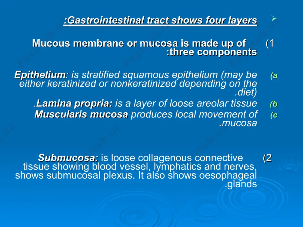 large intestines lack villi and contain only intestinal crypts. principal function is the recovery of water and salt. epithelium with large number of goblet cells tunica muscularis: generally, the tunica muscularis consists of an inner circular and outer longitudinal layer of smooth muscle. there are modifications, which are highly variable depending on the species. the most common variable is that the outer layer is modified as a distinct band., teniae coli. tunica muscularis
