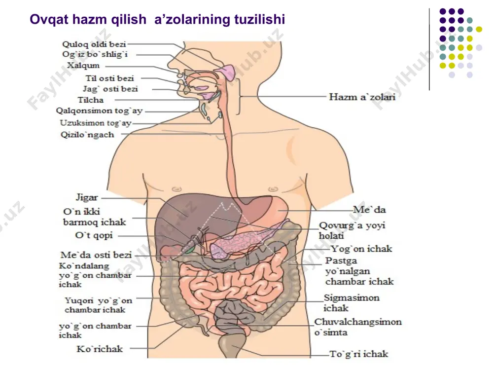 mentlari gidrolazalar guruhiga ya'ni h2 va oh- ionlarini biriktirib olgan fermentlarga kiradi, ya'ni suv eritmalaridagi moddalarni hazmlovchilardir ular, uglevodlar, kraxmalni parchalovchi amilolitik yoki amilazalar. proteinlar, oqsillarni parchalovchi proteolitik yoki proteazalar, lipidlar, yog'larni parchalovchi lipolitik yoki lipazalarga farqlanadi. hazm sharoitlaridagi fermentlar 3 gruppaga bo’linadi: proteaza fermenti oqsil mayda molekulalarni aminokislotalarga parchalaydi lipaza fermenti - yoglarni glitserin va yog kislotalarga parchalaydi. amilaza fermenti -karbonsuvlari glyukozaga parchalaydi. i.p.pavlov o'z oldiga normal sharoitda ovqat hazmi jarayonlarining kechishida asab tizimining rolini ochishini maqsad qilib qo'ydi, nihoyat surunkali tajribalarni bajarish imkonini beruvchi yangi jarrohlik usullarini ishlab chiqdi. u hayvonlarning hazmlash kanalida juda ko'plab yangi operasiyalarni tavsiya etdiki, ulardan keyin ko'p yillar mobaynida operasiyadan keyin hayvonlarni a'lo darajadagi sog'ligi ta'minlangan holda, hazm tizimining turli bo'limlarini sekretorlik va harakat funksiyalarini o'rganish mumkin. u kishi tomonidan hazm bezlarini yo'llarini bitmaydigan teshiklarini tashqariga chiqarish bo'yicha operasiya qilish yoki fistulalar qo'yish; so'lak bezlariga (1895), me'da osti beziga (1879) va o't yo'iiga …