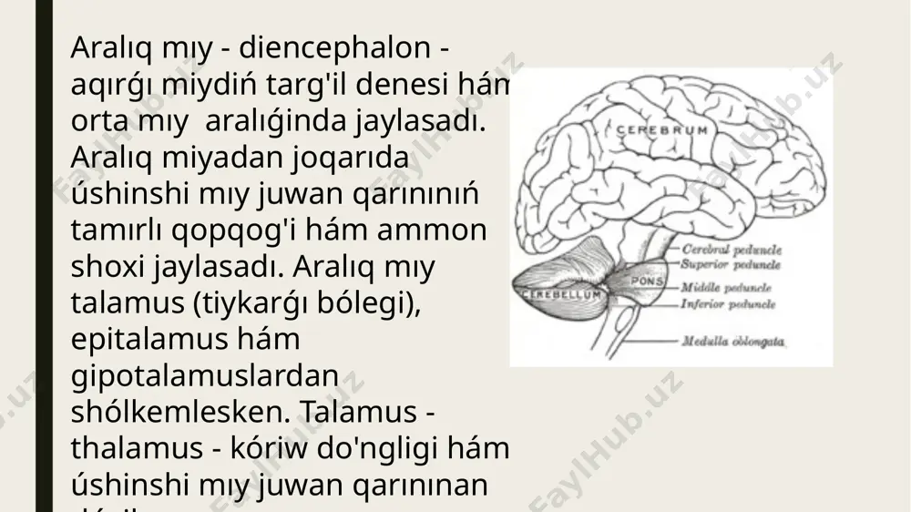 arqa miy ham bas miy nervlerinin topografiyasi - Page 5