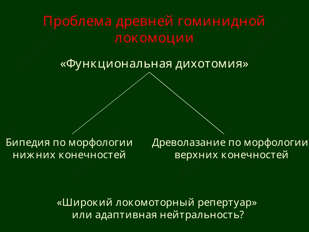 problemy evolyutsii cheloveka v sovremennoy antropologii - Page 4
