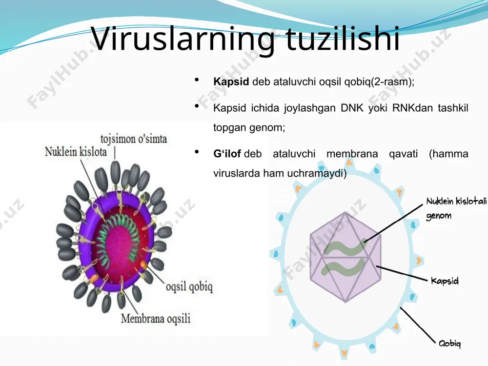 ) neisseria gonorrhoeae – kokk sharsimon bakteriya jinsiy organlar kontagioz yo‘l bilan sifilis (zaxm) treponeta pallidum – spiroxeta jinsiy organlar, ko‘z, suyaklar, bo‘g‘imlar va h.q. kontagioz yo‘l bilan stolbnyak (qoqshol) colistridium tetani - tayoqchasimon bakteriya qon jarohatlangan joy infeksiyasi xolera (vabo) vibric cholera – vergulsimon bakteriya hazm yo‘li najas bilan suv, har xil jihozlarning ifloslanishi orqali eukariot hujayra belgilar prokariotlar eukariotlar yadro yo‘q dnk sitoplazmada joylashgan bor, ikki membranali qobig‘i bor, yadrocha saqlaydi. genetik material halqasimon dnk molekulasi, u “bakterial xromosoma” deyiladi. xromosomadagi chiziqli dnk molekulasi. hujayra devori bor pektin yoki mureindan iborat. xayvonlarda yo‘q, o‘simliklarda sellyulozadan tashkil topgan, zamburug‘larda xitindan iborat mezosomalar bor yo‘q membrana organoidlari yo‘q bor ribosomalar bor, mayda bor sitoskelet yo‘q bor hujayrada moddalarning kirish usuli hujayra devori orqali transport qilinadi fagotsitoz va pinotsitoz hazm vakuollari yo‘q bor mitoz va meyoz yo‘q bor gametalar yo‘q bor xivchinlar bor, ammo tuzilishi bilan farqlanadi. bor o‘lchami diametri o‘rtacha …