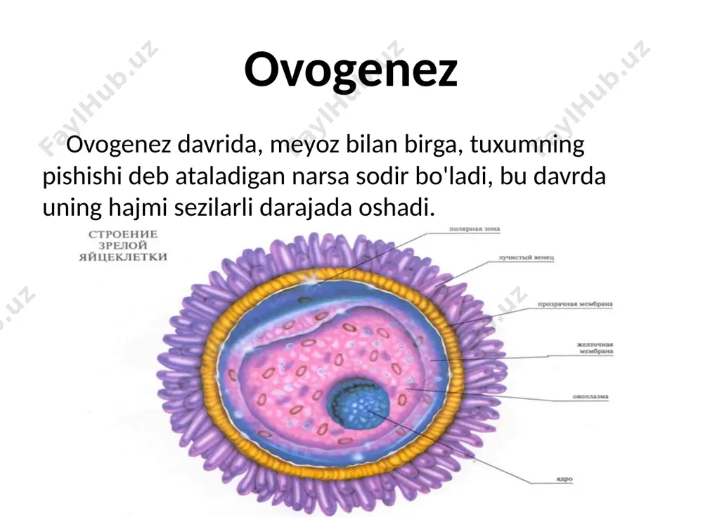 amalga oshiriladi va tug'ilish vaqti bilan tugaydi (sut emizuvchilar va odamlarda). ovogenez ko’payish zonasi. ovogoniyalar mitotik bo'linishdan o'tadi. ovogonlarning bo'linishi natijasida hosil bo'lgan qiz hujayralar 1-tartibli oositlar deb ataladi. o'sish zonasi. oositlar hajmi kattalashib, ozuqa moddalarini to'playdi, 1-tartibdagi ootsitlarga aylanadi. yetuklik zonasi. 1-tartibdagi oositlar diploten bosqichida to'xtaydigan i profaza fazasiga kiradi. "uyni saqlash genlari, xromosomalar" chiroq cho'tkasi "o'xshaydi. ovogenez 10-12 yoshda oylik 1-tartibdagi oositlardan biri yetilish davriga kiradi. birinchi meiotik bo'linish ikkita qiz hujayra hosil qiladi. ulardan biri, nisbatan kichik, birinchi qutb tanasi deb ataladi, ikkinchisi, kattaroq, 2-tartibli oosit. ovogenez sxemasi naslchilik: ovogenez o’sish: i tartibli ootsit yetilish: oosit ii tartib, qutb tanalari, tuxum. a – naslchilik bosqichi, b – o'sish bosqichi, v – pishish bosqichi tuxum hujayralari tuxumdonda ishlab chiqariladi. birlamchi jinsiy hujayralar o'z kelib chiqishidan rivojlanayotgan jinsiy bezlarga o'tadi. ovogenez bosqichlari: naslchilik bosqichi: birlamchi jinsiy hujayralarning jinsiy bezlarida ko'payadi, mitoz yo'li bilan bo'linadi va oogoniyalar deyiladi. ko'pgina pastki …