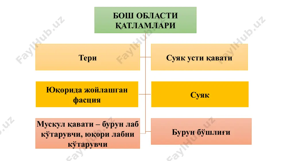 u tushadi. b) kuydirish usuli –3 xaftalik buzoqlarda qo'llash mumkin, kuydirgichlar yordamida, davomi 1-2 sekund. v) qonli usul – 1-3 xaftalik buzoqlarda trepan yoki perforatsiya pichog'i yordamida shox tepachasi olib tashlanadi. 2. shoxni olib tashlash. a) qonsiz usul-2-2,5 yoshlar va bunda katta ho'kiz, sigirlarda qo'llash mumkin. shoxni ildizga rezina xalqa kiygizish kerak. qon aylanishi, modda almashinuvi buziladi va shox 3-6 haftadan keyin tushadi. b) qonli usul – yoshi katta hayvolarda qo'llaniladi. fiksatsiya –tik xolatda stanok yoki stumga bog'lanadi. og'riqsizlantirish – shox nervini, bo'yin o'tkazish uchun, ko'zni tashqi burchagidan, shoxni ildizgacha chiziq o'tkaziladi, o'rtasi topilib 15-20 ml 3% novokain yuboriladi. asboblar – arra, simli arra, shprits, novokain. texnikasi – shoxni yod bilan surtish kerak, keyinchalik arra yordamida shox arralib tashlanadi. yonoq amputatsiyasi ko'rsatma – davolanish jarayonini tezlashtirish uchun. og'riqsizlantirish – shox nervi, neyrolepanalgeziya. asboblar – barcha operatsiyalarda qo'llaniladigandan tashqari teshigli arra. texnikasi- ueller va grirorevskiy usullari qo'llaniladi. bular kesimiga qarab farq …