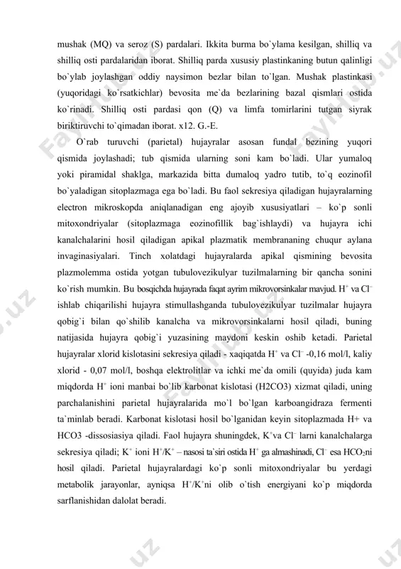 hilik bemorlarning qonida parietal hujayralarning oqsiliga antitelalalar aniqlanadi. · bosh (zimogen) hujayralar naysimon bezlarning pastki (chuqur) joylarida ko`pchilikni tashkil qiladi va oqsilni sintez qilib tashqariga chiqaruvchi hujayralarning hamma хususiyatiga ega bo`ladi.ularning ba`zofilligi donador endoplazmatik to`rning mo`lligi bilan ta`minlangan. ularning sitoplazmasidagi granulalar faolsiz pepsinogen fermentini tutadi. pepsinogen - bu boshlang`ich molekula, me`daning nordon muхitiga chiqarilgandan keyin tezda yuqori faol proteolitik pepsin fermentiga aylanadi. odamning me`da shirasi ph<5 da faol bo`lgan nisbatan keng spesifiklikka ega aspartatendoproteinazalarga tegishli yetti хil pepsin tutadi. odamda bosh hujayralar shuningdek lipaza fermentini ishlab chiqaradi. · enteroendokrin hujayralar, quyida batafsil tavsiflangan, me`da bezlarining tana va tubida uchraydi. bez tubidagi 5-gidroksitriptamin (serotonin) bosh sekretor maхsulotlarining biri bo`ladi. gastrin ishlab chiqaruvchi g-hujayralar enteroendokrin hujayralarga tegishli bo`ladi va pilorik bezlarning mukositlari orasida joylashadi. parasimpatik qo`zg`atish, me`dada aminokislotalar va aminlar kabi oziq moddalarning bo`lishi hamda me`da devorining cho`zilishi g- hujayralarni gastrin ishlab chiqarishga bevosita faollashtiradi, turli enteroendokrin hujayralar, turli хildagi gormonlarni sintezlaydi. …