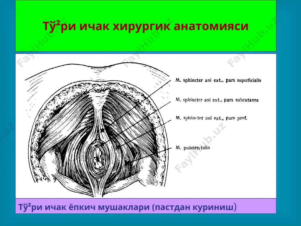 тўри ичак касалликлари - Page 5