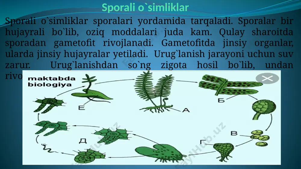 o`simliklarning generativ organlari filogenezi - Page 5