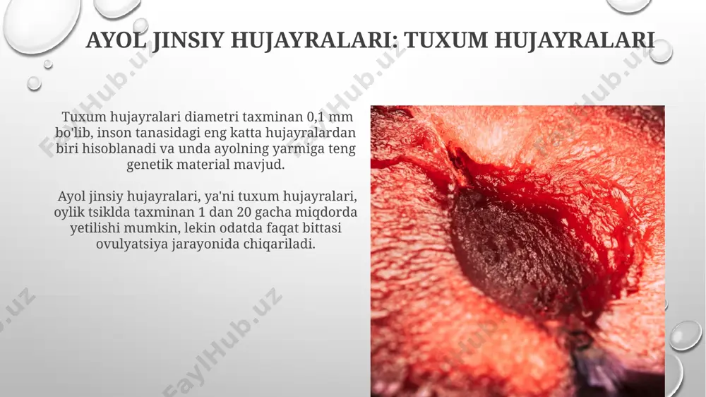 jinsiy hujayralar - Page 4