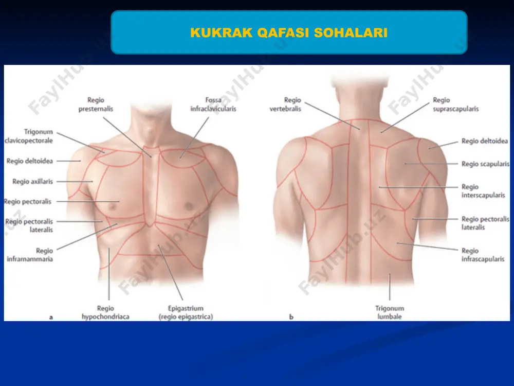 ko‘krak sohasi topografiyasi. - Page 5