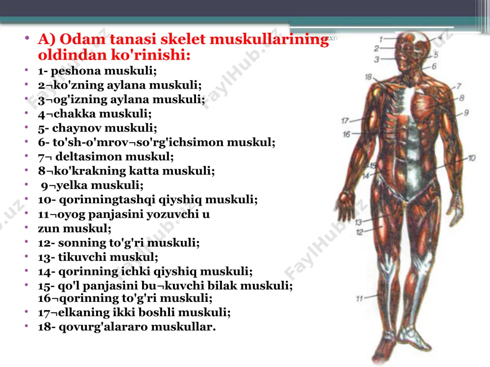 ron deb ataladi. ular harakatlanuvchi nerv hujayralari bo'lib, orqa miyada hamda bosh miyaning uzunchoq va o'rta miya qismlaridajoy¬lashgan. miya markazlari¬dagi motoneyronlarning uzun tolalari, ya'ni ak¬sonlari tananing turli qis¬mlaridagi muskul tolalari bilan tutashadi. bitta nerv hujayrasining uzun o'simtasi bir nechta mayda tolalarga bo'linib, yuzlab muskul tolalari bilan bog'langan. ana shu bitta nerv hujayrasi uzun o'simtasining mayda tolalari bilan tutashgan. www.arxiv.uz skelet muskullarining shakli. a- duksimon; b- yarim patsimon; 4 v- ikki tomonlama patsimon; g¬ikki boshli muskul; d- serbar mus¬kul; e- ikki qorinli muskul; j- pa¬rallel tolali uzon muskul; 1- muskul¬niog payi; 2- muskulning bosh qismi; 3- muskulning qorin qismi; 4- mus¬kulning tanasi; 5- muskulning payli belbog'lari. www.arxiv.uz muskullar harakatini ta'¬minlovchi motoneyronlarning orqa miya, uzunchoq va o'rta miyadagi markazlarining funk¬siyasi bosh miya yarim sharlari po'stloq qismining oldingi markaziy egatida joylashgan nerv hujayralari harakatlanish oliy nerv markazlari tomoni¬dan boshqariladi. agar bosh miya po'stlog'idagi nerv markazla¬rining ishi buzilsa, markaz boshqaradigan muskullar falaji yuzaga keladi. …